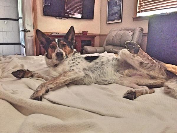 /Images/uploads/Humane Society of Utah/HSUCalendar/entries/1007thumb.jpg